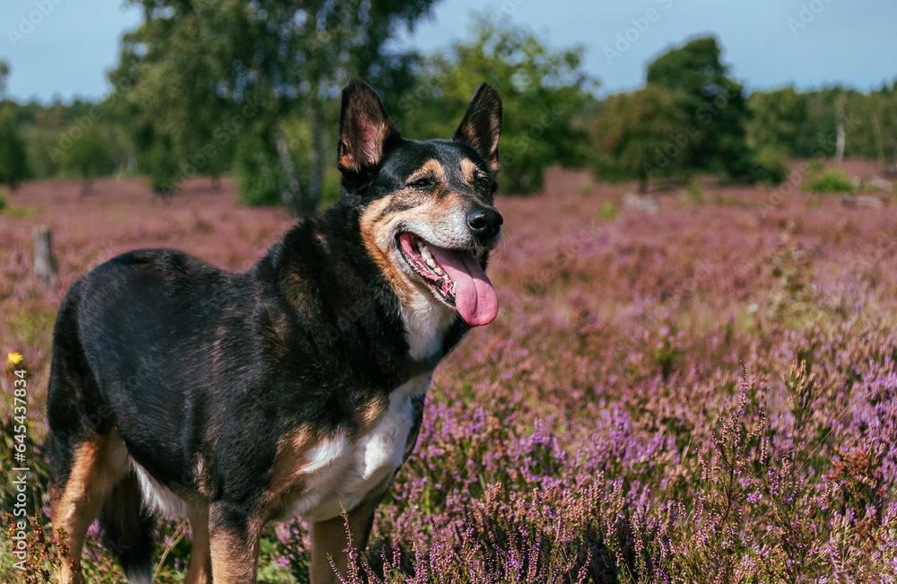 Familienhund Schäferhund-Mischling in Heideblüte der Lüneburger Heide