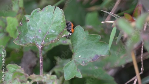 Ladybug beetle walking photo