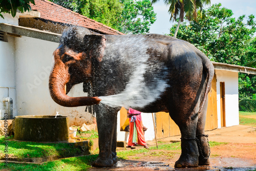 An elephant is bathing