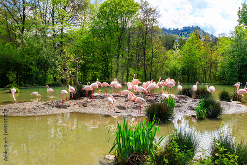 Fototapeta Naklejka Na Ścianę i Meble -  Flock of lesser flamingos (Phoenicoparrus minor) in a lake