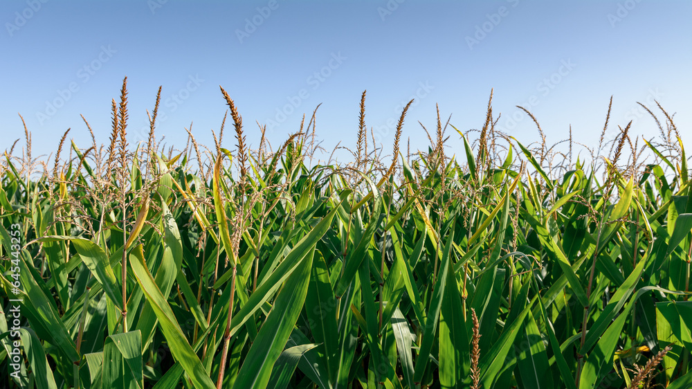 uprawa kukurydzy na polu - obrazy, fototapety, plakaty 