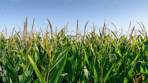 uprawa kukurydzy na polu