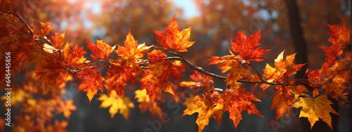 Colorful autumn maple leaves on a tree branch © @uniturehd