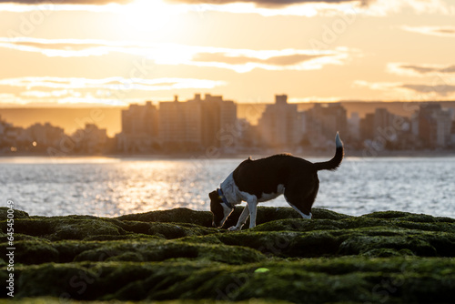 dog in the sunset © Patricia Molaioli