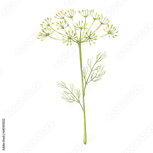 Dill branches. Harvest. Fragrant herbs for salads, soups. Illustration for design, print or background © XeniaDenisova