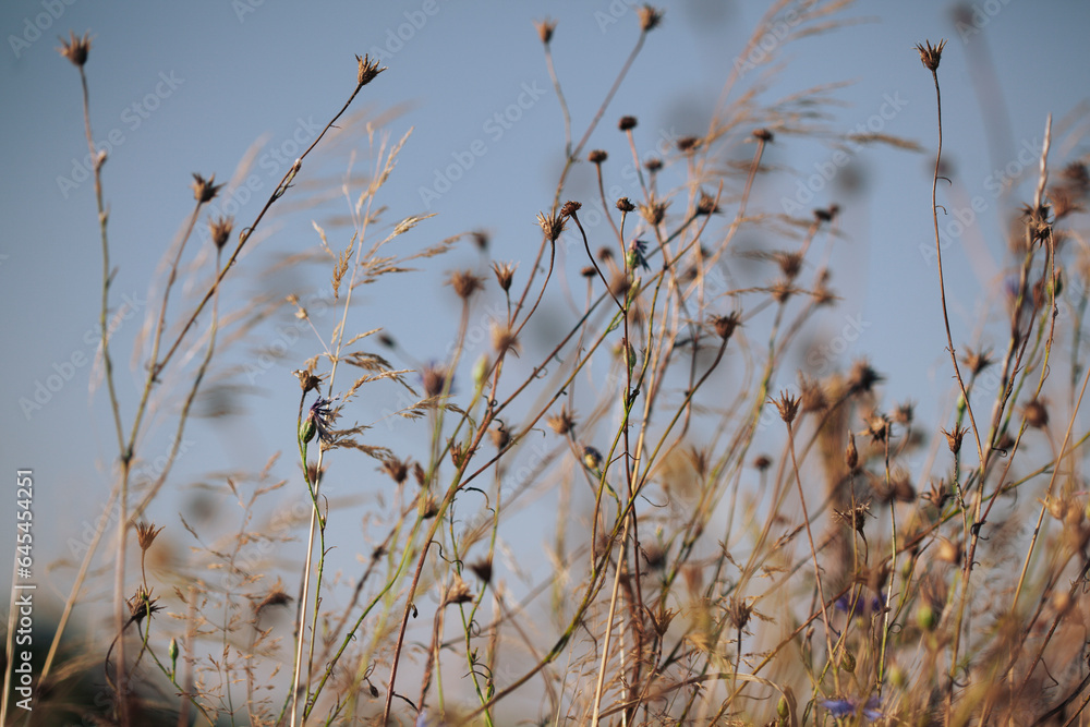 Meadow Meadow