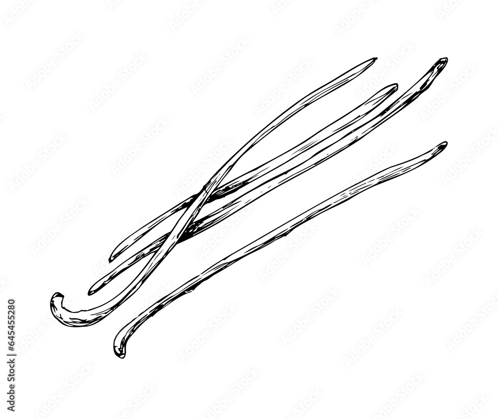 Linear vanilla pods. spices for cooking and baking Linear vanilla pods. spices for cooking and baking