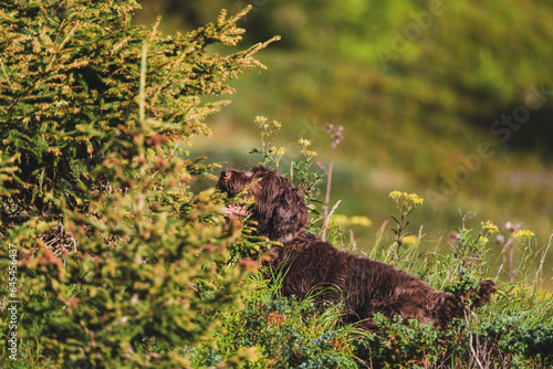 a happy hunting dog, a pudelpointer, on a mountain meadow at a sunny autumn morning