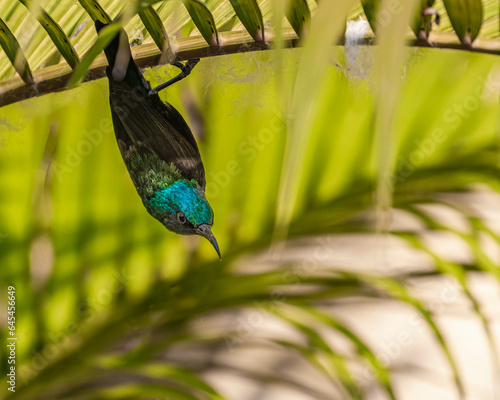 A Male purple Sunbird photo