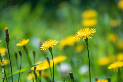 Field of yellow dandelions. Taraxacum officinale, the common dandelion