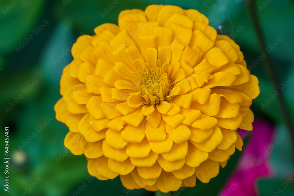 Yellow Zinnia flowers. Flowers zinnia elegans. Color nature background. Yellow Zinnia flowers. Flowers zinnia elegans. Color nature background.