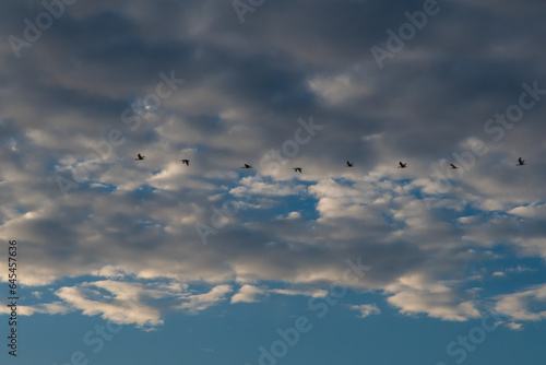 Uccelli migratori attraversano il cielo pieno di nuvole illuminate dalla luce dell'alba