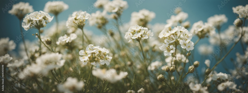 Gypsophila dry little white flowers light macro Gypsophila dry little white flowers light macro