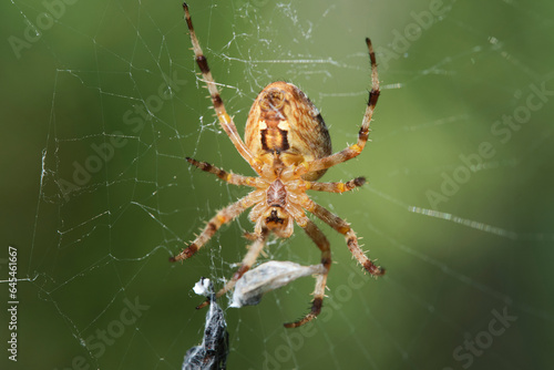 Spider caught victim in woven web. © freeman83