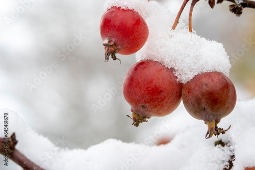 Macro shot of three red ornamental panels, covered with snow photo