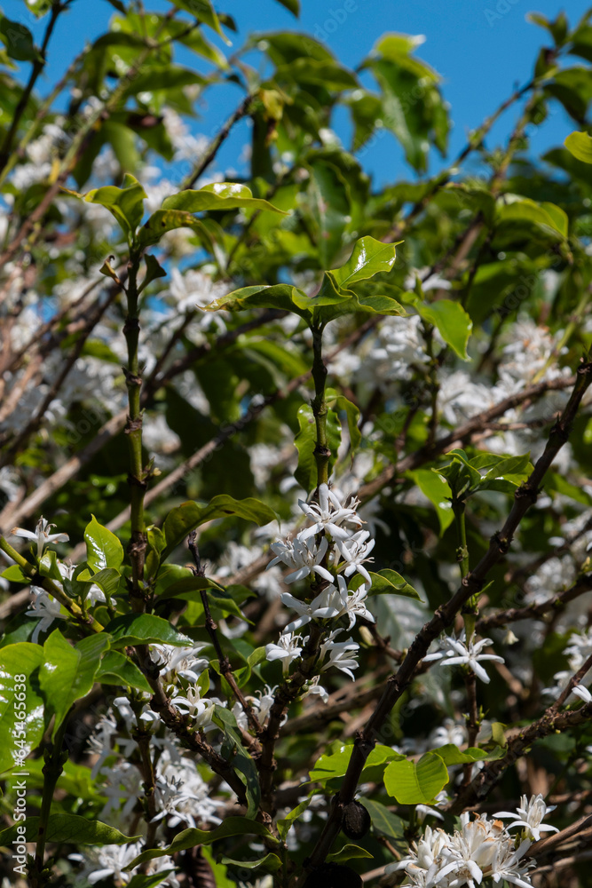 Fototapeta premium Plantação de Café, Flor do cafeeiro com flor de cor branca