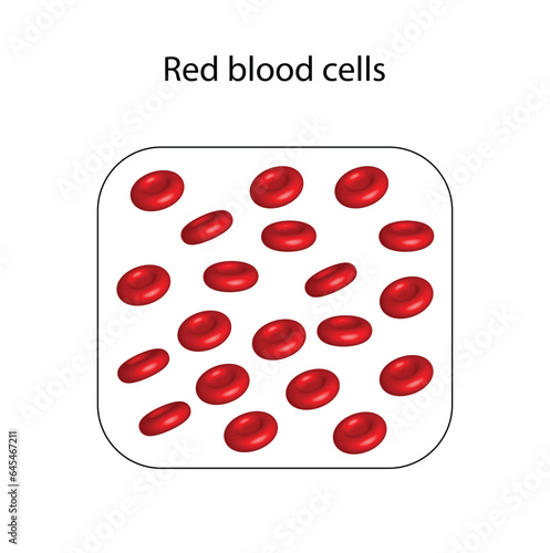 Red blood cells, White blood cells, Platelets. Composition of blood. platelets, red . Erythrocytes, thrombocytes and leukocytes. Vector illustration.