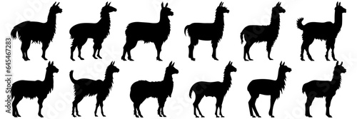 Llama alpaca silhouettes set, large pack of vector silhouette design, isolated white background © FutureFFX