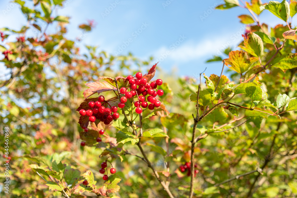 Branch with red viburnum berries against a blue sky.
