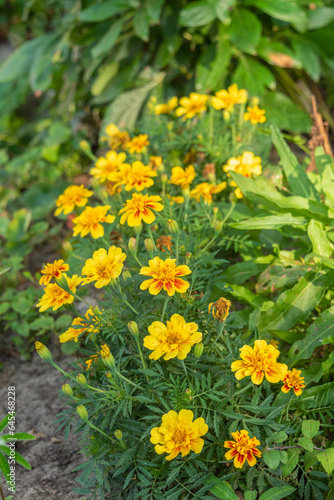 Blooming buds of Marigold flowers in the cottage garden.
