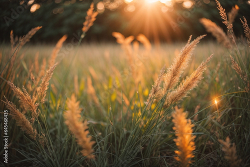 Wild grass in the forest at sunset. Macro image, shallow depth of field. Abstract summer nature background. Vintage filter