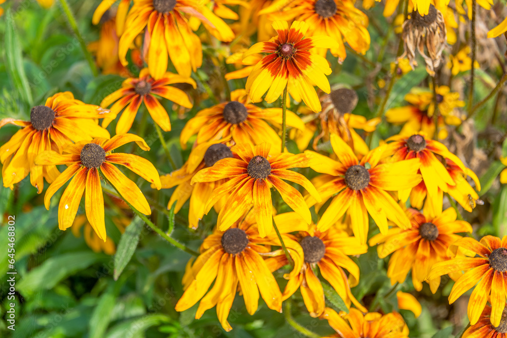 Fototapeta premium Close-up of blooming buds of Helenium flowers.