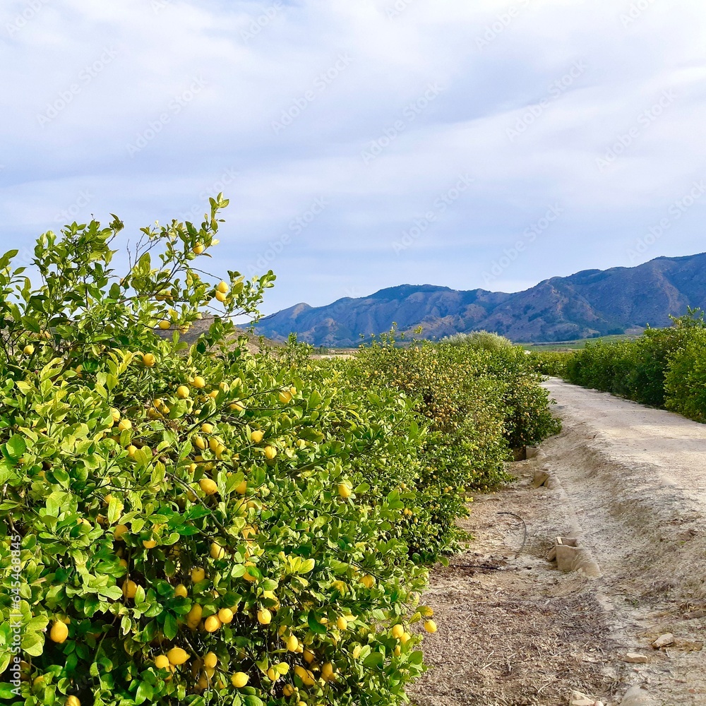 Lemon. Lemon trees. Citrus plantation. Sky. Spain