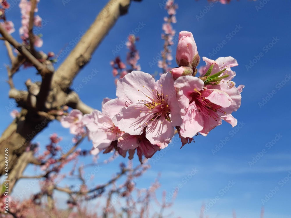 Almond. Almond blossoms. Sky. Trees. Mountains.Spring. Spain Almond. Almond blossoms. Sky. Trees. Mountains.Spring. Spain