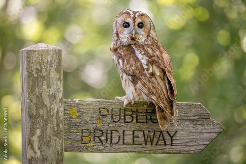 Tawny Owl (Strix aluco ) nocturnal hunting brown European owl looking at the camera. United Kingdom wildlife photo