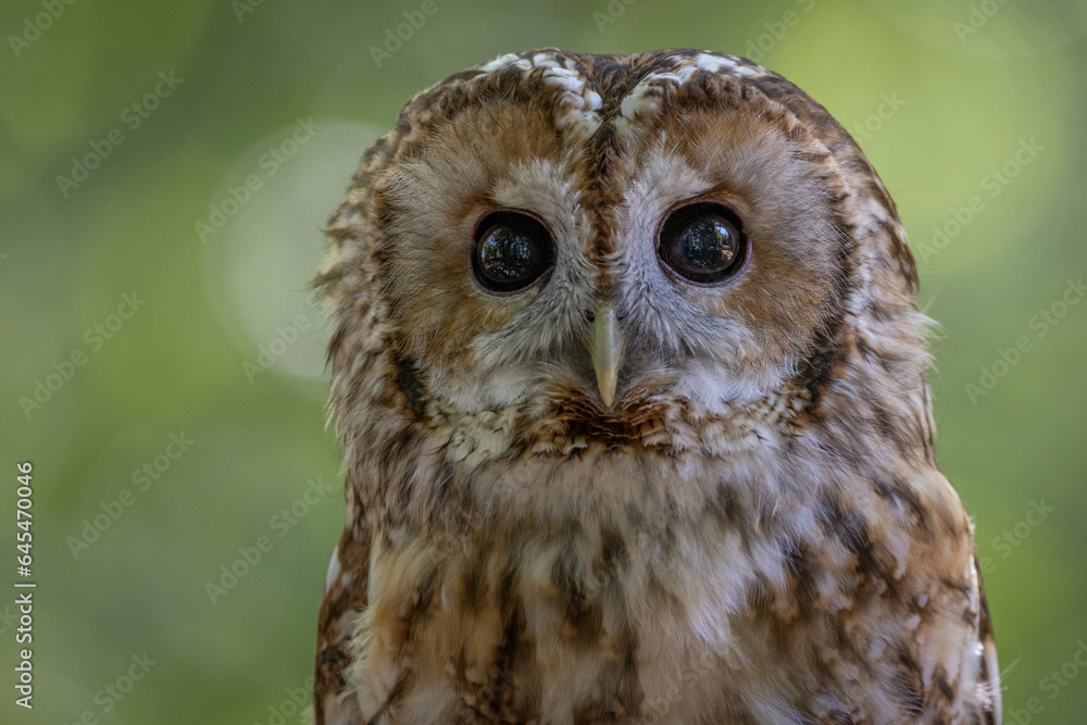 Obraz premium Tawny Owl (Strix aluco ) nocturnal hunting brown European owl looking at the camera. United Kingdom wildlife