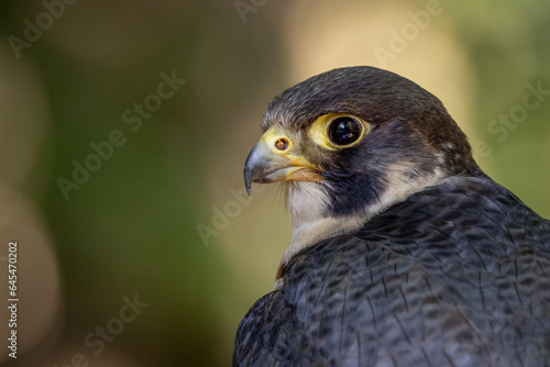 Peregrine Falcon, European bird of prey and hunter. high speed flying bird. United kingdom wildlife hunting bird