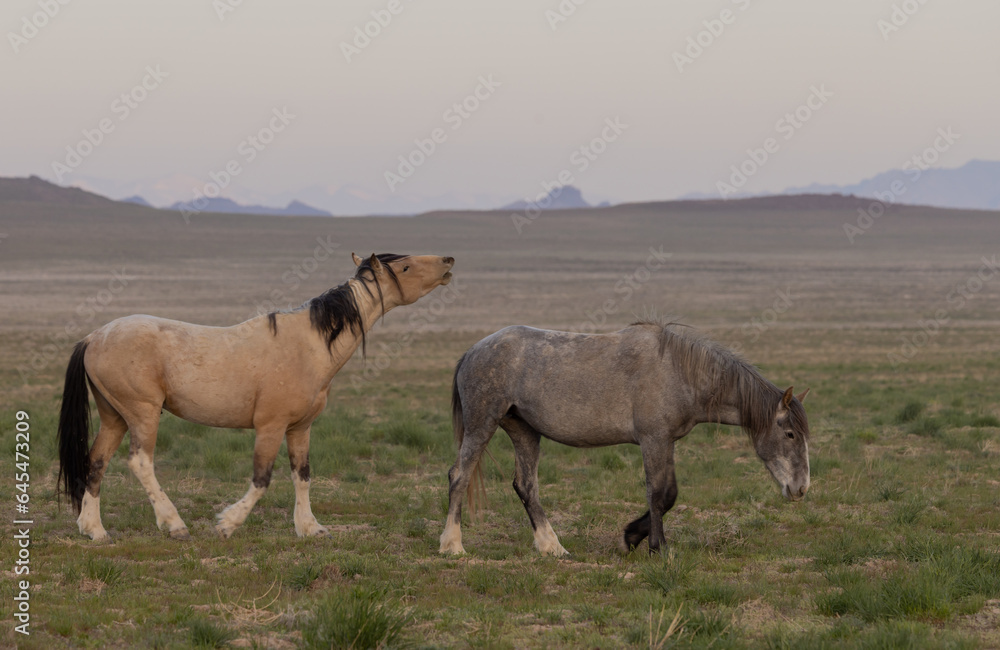Wild Horses in Springtime in the Utah Desert Wild Horses in Springtime in the Utah Desert