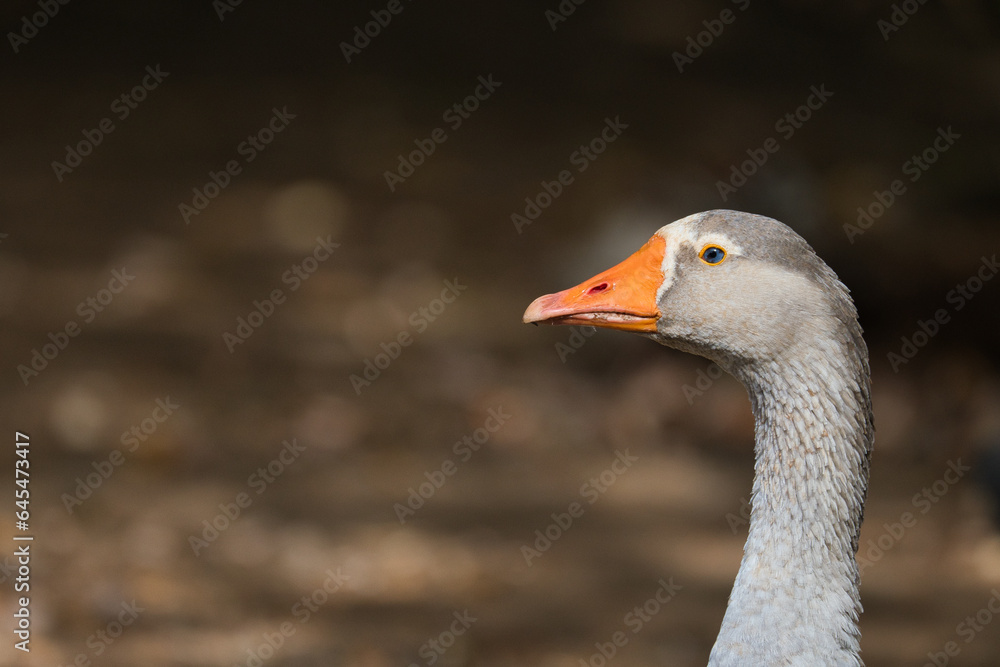 A big gray Goose profile portrait A big gray Goose profile portrait