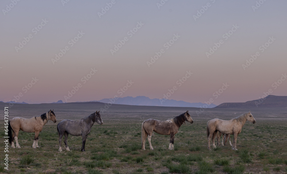 Wild Horses in Springtime in the Utah Desert Wild Horses in Springtime in the Utah Desert