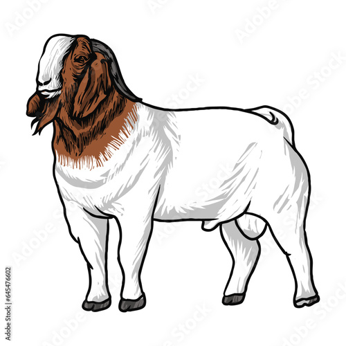 Buck Boer Goat Vector Stock-3