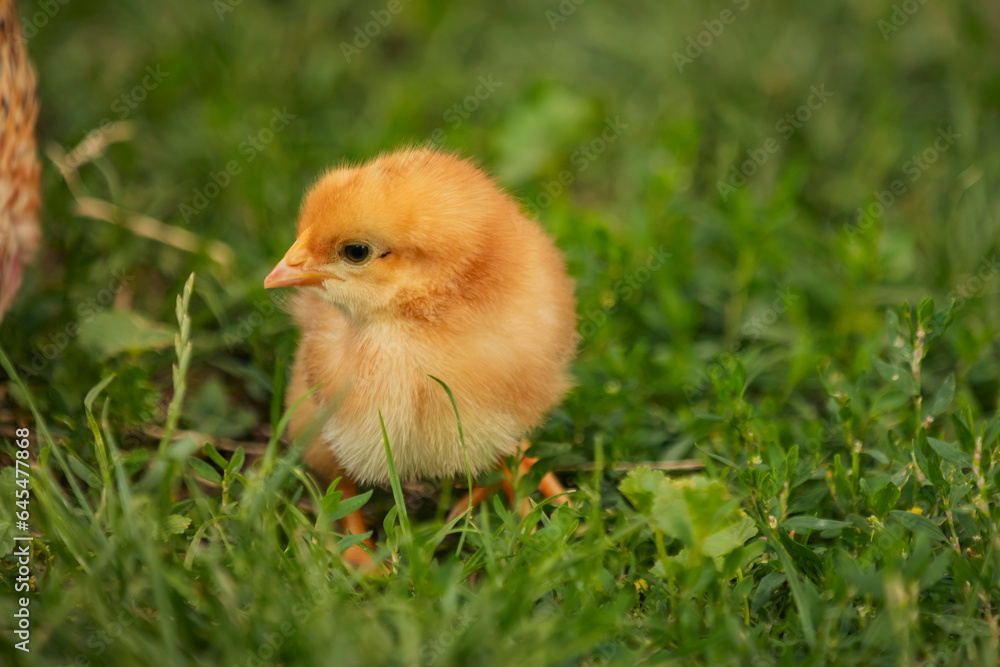 little chicken walks on the grass