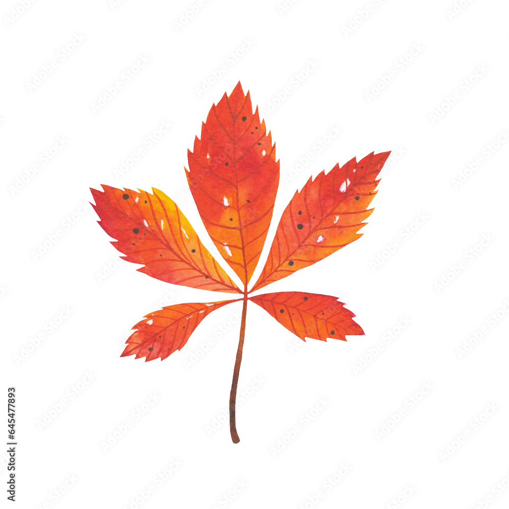 Watercolor red chestnut leaf. Natural branch of autumn leaf isolated on white background. Hand drawn botanical illustration. Forest wild plant. Watercolor red chestnut leaf. Natural branch of autumn leaf isolated on white background. Hand drawn botanical illustration. Forest wild plant.