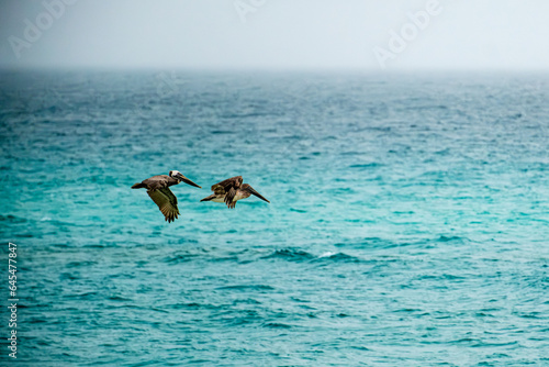 Pelicans from the fog