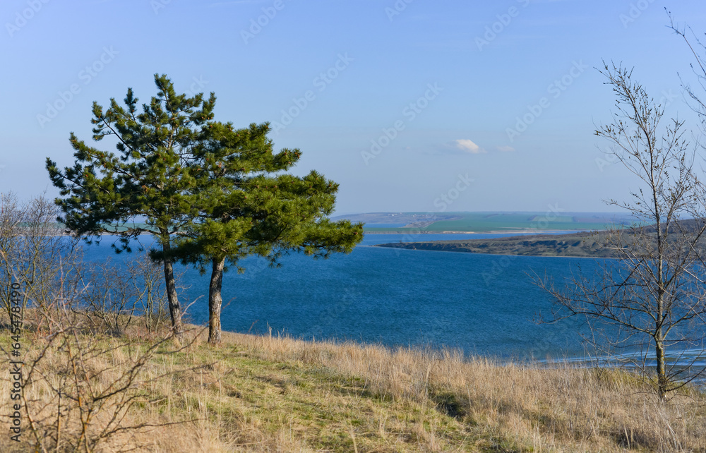 Nature landscape, Lone pine on the shore of the Tiligul estuary, southern Ukraine Nature landscape, Lone pine on the shore of the Tiligul estuary, southern Ukraine