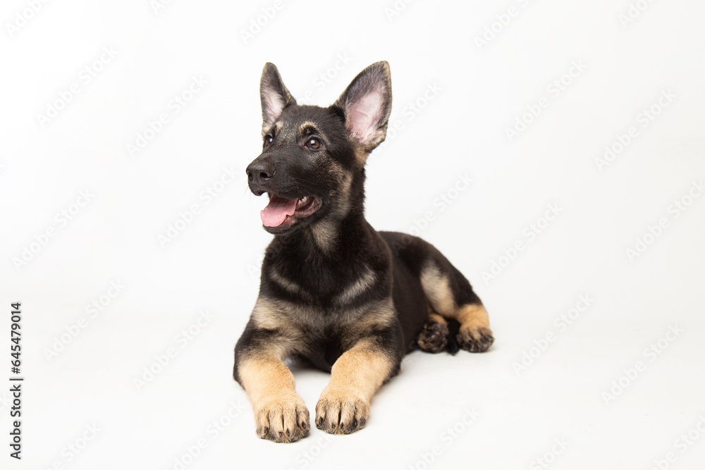  portrait funny cute german shepherd dog puppy looking up. cute dog studio shot on isolated white background with copy space