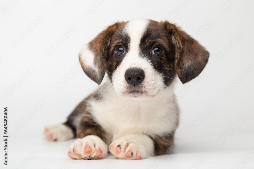 Welsh Corgi Cardigan cute fluffy dog puppy. funny happy animals on white background with copy space Welsh Corgi Cardigan cute fluffy dog puppy. funny happy animals on white background with copy space