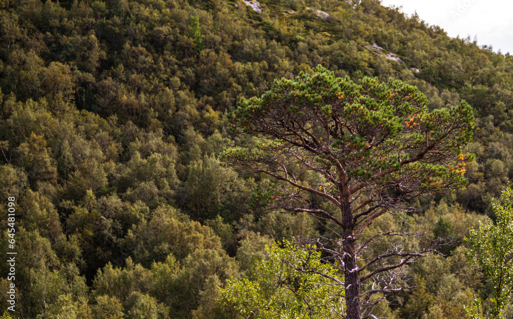 pine trees in the mountains