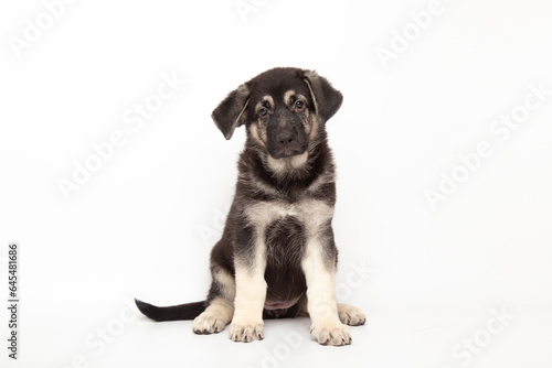  portrait german shepherd dog puppy. cute dog studio shot on isolated white background with copy space