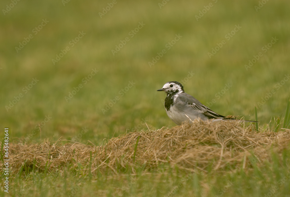 bergeronnette posé sur un tas d'herbe dans une prairie bergeronnette posé sur un tas d'herbe dans une prairie