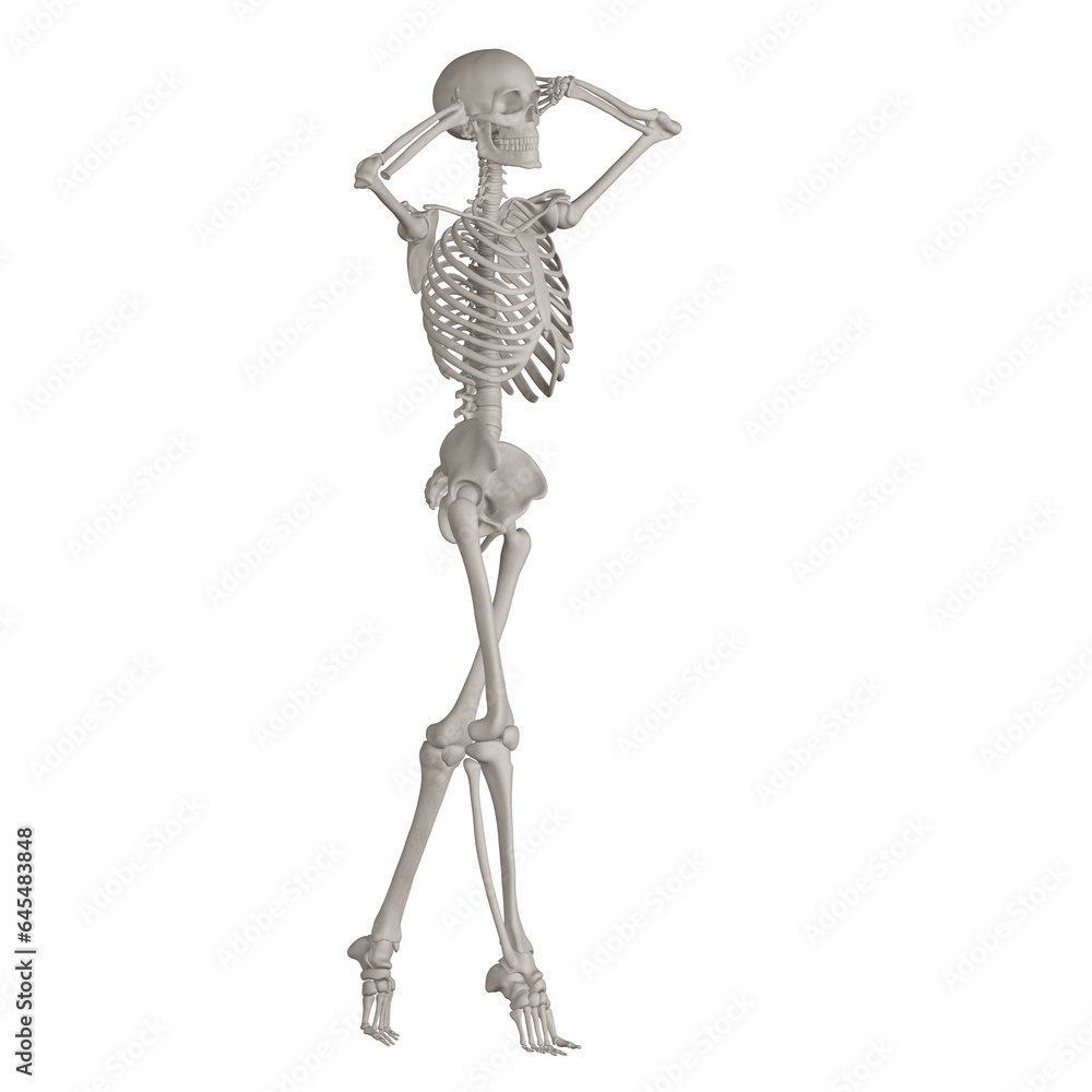 skeleton posing 3d render illustration with transparent background skeleton posing 3d render illustration with transparent background