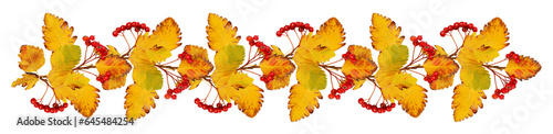 Valokuva Hawthorn branches in autumn garland isolated on white or transparent background