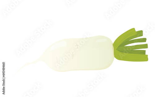 daikon. white radish. Vector stock illustration. Vegetable Japanese Chinese Korean cooking , tonic jino korean, A root vegetable with leaves. isolated on white background.