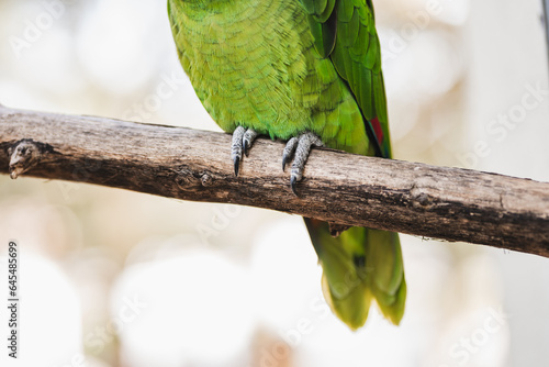 Crop adorable green parrots in zoo during summer day photo