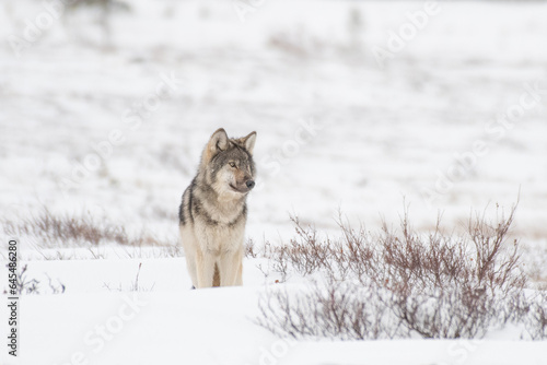 Grey Wolf in the Arctic © John