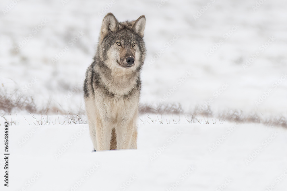 Naklejka premium Grey Wolf in the Arctic